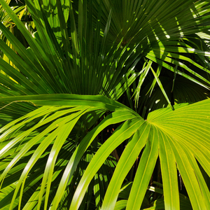 春野樱的色情诱惑
